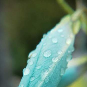 雨粒シリーズ☆の画像 by mimozaさん | 小さな庭とイキシア ビリディフローラとイキシアと雨粒シリーズ☆とチームブルーNo.117と雨粒と美しく青きドヨウと青い花マニアとチーム・ブルー