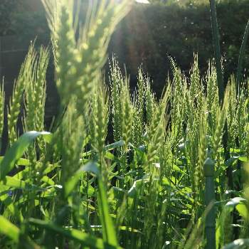 青空に映えるの画像 by ミルキーさん | 小さな庭と小麦とコムギ(小麦)と青空に映える