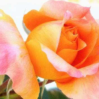 元気色の画像 by 心ほっと。。。さん | お出かけ先とばら バラ 薔薇とオレンジ色の花と元気色とビタミンカラーとオレンジ色とお花とオレンジと薔薇の花
