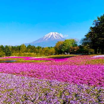 富士芝桜まつりの投稿画像一覧 Greensnap グリーンスナップ