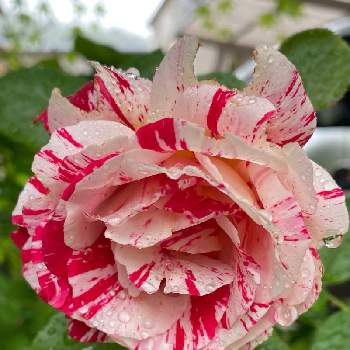 薔薇 センチメンタルの画像 by クッキーママさん | 薔薇 センチメンタルとうちの庭と可愛い春の花たちと地植えの薔薇とおうち園芸とGSのみなさんに感謝❤と花に癒されると花のある暮らし