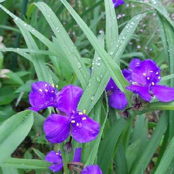 あめふりの画像 by ますださんさん | 小さな庭とひとてま込めてと雨の庭と可愛いお花♡とあめつぶと紫色の花。とムラサキツユクサ♡と花のある暮らしとあめふり