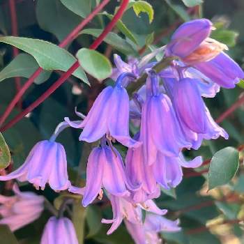 ベル型の花の投稿画像一覧 Greensnap グリーンスナップ