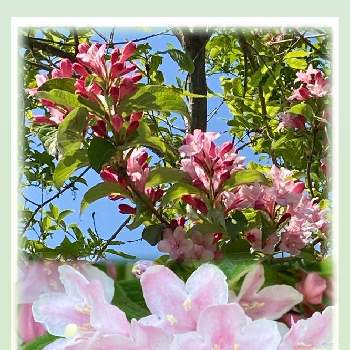 ウツギ♡の画像 by ジャスミンさん | 花のある暮らしとウツギ♡と仕事の帰り道と春色ピンク