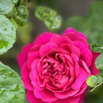 癒されます♥の画像 by Sanさん | 小さな庭とE Rプリンセスアンとピンク❤︎ピンクと美しいときれいな色と癒されます♥と花のある暮らしと素敵色と薔薇♪とDAローズと優しい色とERと薔薇大好きと素敵