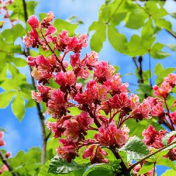 春の花々の画像 by moca☆さん | お出かけ先とベニバナトチノキと花木とピンク色の花と春の花々と公園樹木