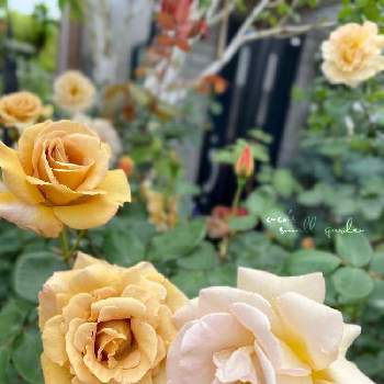 バラ バタースコッチの投稿画像一覧 Greensnap グリーンスナップ