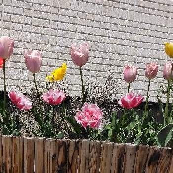 八重咲きチューリップの画像 by はむしょうさん | お出かけ先と八重咲きチューリップとチューリップと北海道とお散歩中と道民あるある
