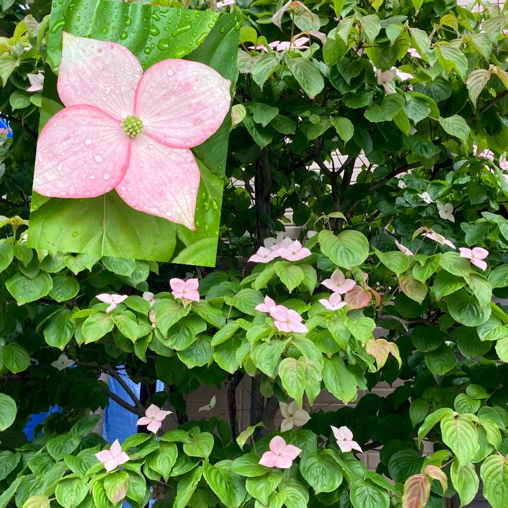 淡いピンクのヤマボウシの投稿画像 By Manabeさん ヤマボウシと地植えとよそ様の玄関先とお稽古の帰りとヤマボウシ サトミとお出かけ先と地植えとよそ様の玄関先とお稽古の帰り 22月5月14日 Greensnap グリーンスナップ Greensnap グリーンスナップ