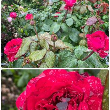 大輪の画像 by ラックスさん | 広い庭とルージュロワイヤルと木立性と強香と綺麗な薔薇と切り花向きとロゼット咲きと大輪と薔薇のある家と四季咲バラと赤い薔薇♡
