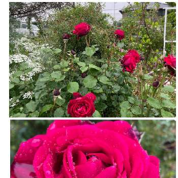 カップ咲の画像 by ラックスさん | 広い庭とハイカラと赤い薔薇♡と四季咲バラと薔薇のある家と木立タイプと花持ちが良いとカップ咲