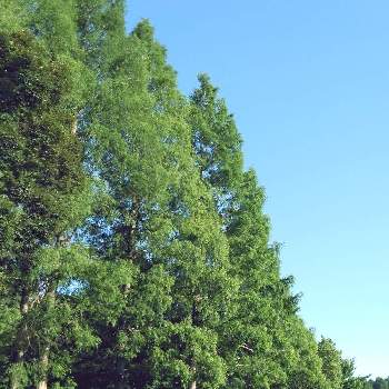 メタセコイヤの樹木の画像 by m＆oさん | お出かけ先と都立水元公園とメタセコイヤの樹木と以前の写真をと樹木見上げ隊