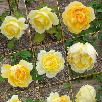 レモン色の画像 by SILVIAさん | お出かけ先とバラとバラ　レモンと開花と雨に輝くと花壇とレモン色と散歩と花のある暮らし
