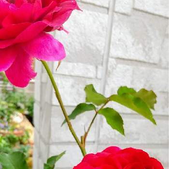 出勤前の画像 by yukimidaihukuさん | 小さな庭とER　ダーシーバッセルと薔薇ダーシー•バッセルとばら バラ 薔薇とバラのある暮らしとナチュラルガーデンと出勤前と初開花とイングリッシュ・ローズ