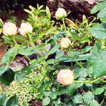 バラの蕾の画像 by ハリネズミさん | 小さな庭とバラを楽しむと可愛い❤と地植えの花とバラの蕾
