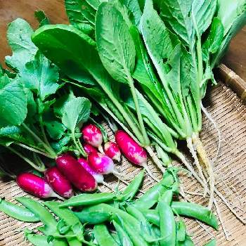スナップエンドウ,二十日大根,小松菜,今朝の一枚,我が家の野菜の画像