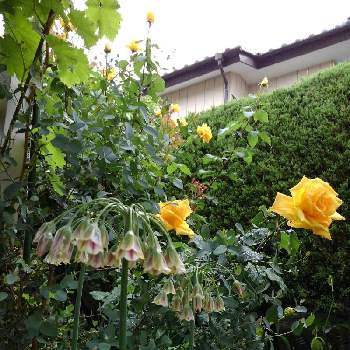 庭の植物の楽しみの画像 by 香代子ね✨さん | 小さな庭とバラとアリウムと花のある暮らしと庭の植物の楽しみとおうち園芸
