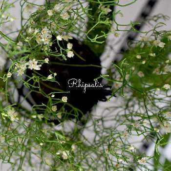 リプサリスの画像 by Sophieさん | 多肉植物と リプサリスとリプサリスの花とサボテン☆