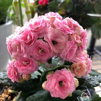我が家の花の画像 by ほたるぶくろさん | バルコニー/ベランダとカランコエ・クィーンローズ・クララと初めて✨と綺麗なお花をありがとう＊とピンク色の花とかわいい♡♡と我が家の花と雨の日