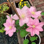 クレマチス ピンクレディの一覧 Greensnap グリーンスナップ