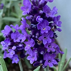 イングリッシュラベンダー,富良野 ラベンダー,ハーブ,花壇,小さな花の画像