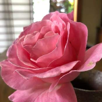 希望✨の画像 by    じゅんこまま⭐️華さん | 和室とピンクのバラ（薔薇）とナチュラルが好きといつもありがとう♡と小さな幸せを感じる暮らしと薔薇に魅せられてとおうち園芸と希望✨と小さな幸せ見〜つけた♡とナチュラルスタイルと幸せを感じると花のある暮らしと繋がりに感謝✨