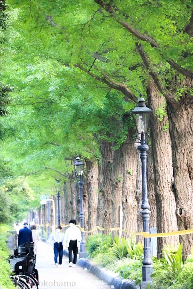 ヒガ君さんの山下公園への投稿