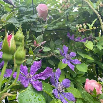 クレマチス「エミリア・プラター」の画像 by hajimetepiassさん | 小さな庭と薔薇 ギーサヴォアとバラ ダフネとクレマチス　アフロディーテ・エレガフミナとバラ ギーサヴォアとバラ　ダフネとバラにハマってますとクレマチス「エミリア・プラター」とおうち園芸とデルバールと花いろいろと君も花が好きなのかとロサオリエンティス