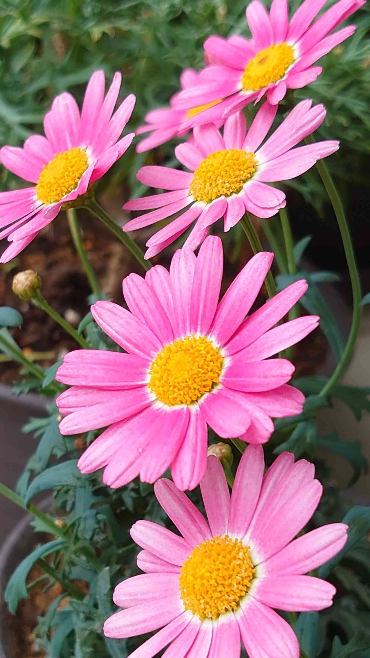 マーガレット💕ｽﾄﾛﾍﾞﾘｰﾎｲｯﾌﾟ｜🍀GreenSnap（グリーンスナップ）