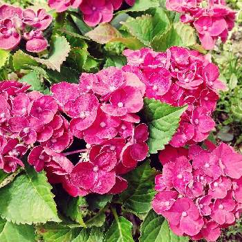 Happy dayの画像 by コスモスさん | カーリーウーリー（紫陽花）と花のある空間と春の到来とHappy dayと豪雪地帯とはるとねこ好きと我が家の庭と可愛いと花のある暮らしとカーリーウーリー紫陽花と春の足音と花のある部屋