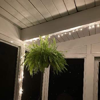 シダ植物の画像 by matsuさん | エクステリアとシダ類とscreened porchとニューヨークとホームと縁側と夕暮れとシダ植物と春。