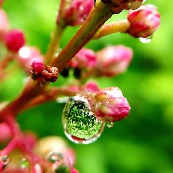 水滴の画像 by ケサランパサランさん | 小さな庭とナンテンと南天ナンテンと常緑と雨に輝くとアップ写真と雨に濡れてとにわとマクロ撮影と緑のある暮らしと雨あがりと常緑低木と水滴と地植え