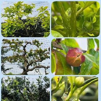 柘榴（ザクロ）,温州みかんの木,福来みかんの木（ふくれみかん）,柿の木,柿の木♪の画像