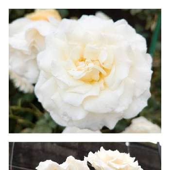 フレンチレースの画像 by しゃさん | 広い庭とフレンチレースとばら バラ 薔薇とうれしみーと白・しろ・ホワイト