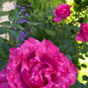 華やかな花の画像 by キントキさん | 小さな庭とイブ・ピアジェとバラ イブ ピアッチェとバラの季節と華やかな花とアーチの下のバラと南の庭☀️と薔薇のある人生