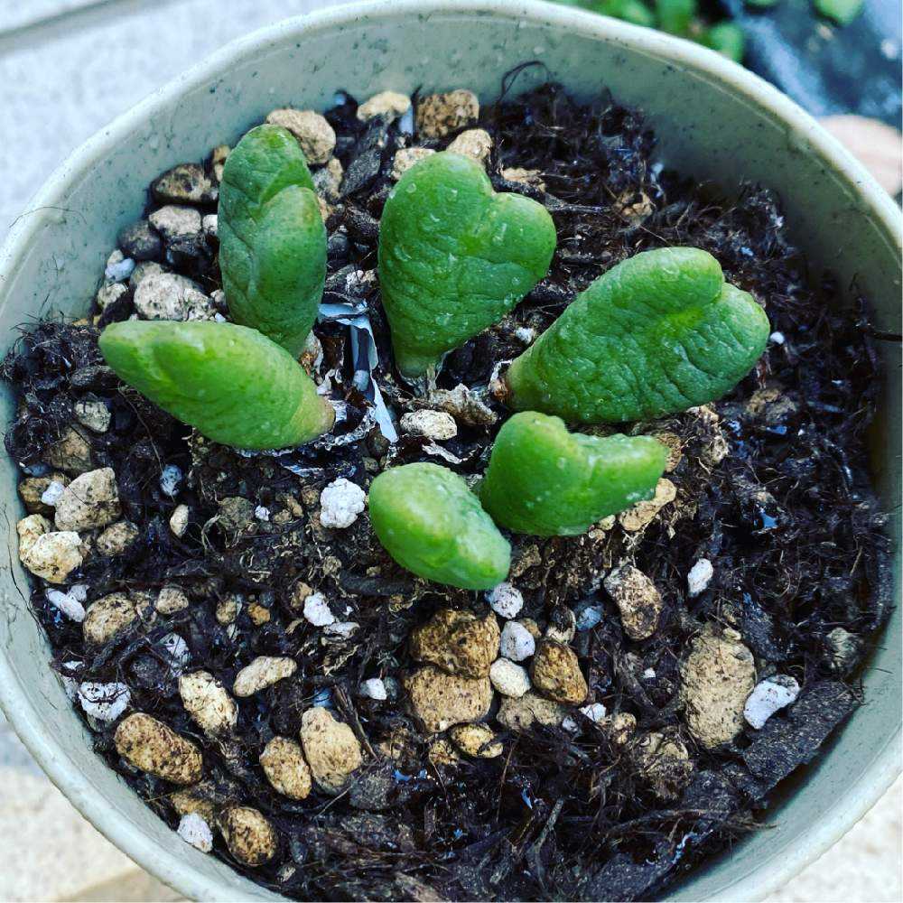 没】コノフィツムの成長記録｜🍀GreenSnap（グリーンスナップ）