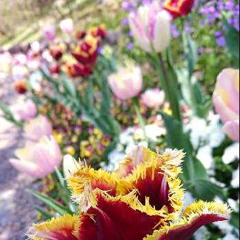 チューリップ フリンジ咲きの画像 by プクプクさん | お出かけ先とチューリップ フリンジ咲きと植物園