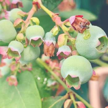 鉢植えブルーベリーの画像 by ショコラさん | ブルーベリーとマイガーデンとくだものとおうち園芸と花のある暮らしと鉢植えブルーベリー