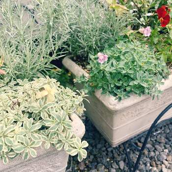 花草の投稿画像一覧 Greensnap グリーンスナップ