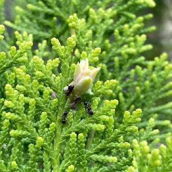 コノテガシワ の投稿画像一覧 Greensnap グリーンスナップ