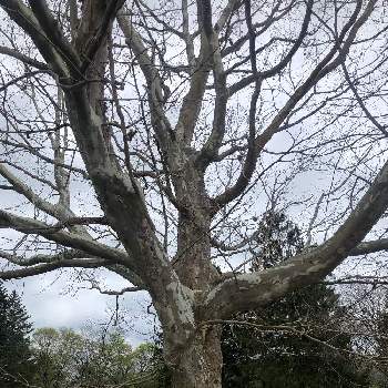 今日も元気での画像 by 花土葉さん | お出かけ先と春の訪れと今日も元気でとプラタナスの木と*アメリカスズカケノキ