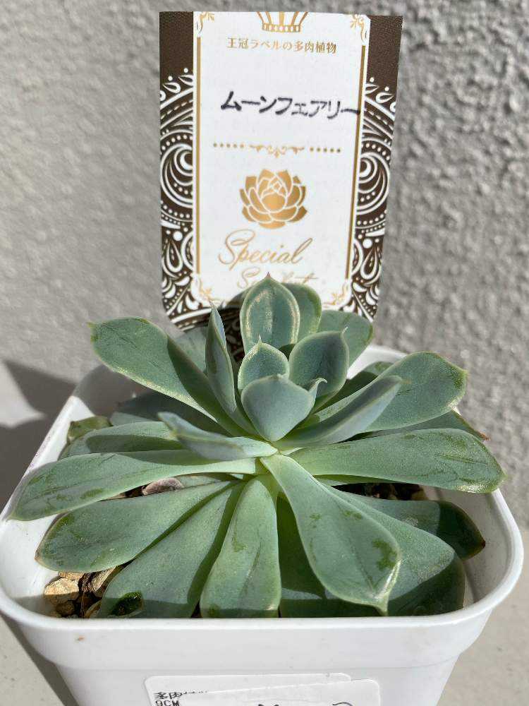 ムーンフェアリー美しくなるまでの成長の記録｜🍀GreenSnap