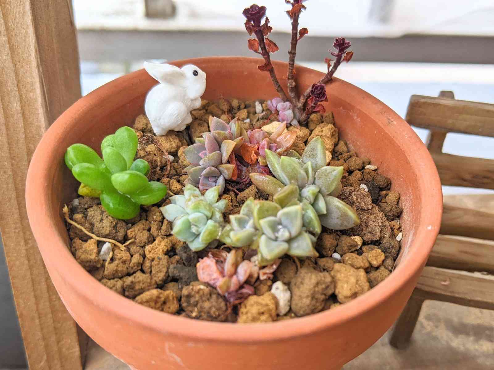 多肉植物 初恋 - その他多肉植物