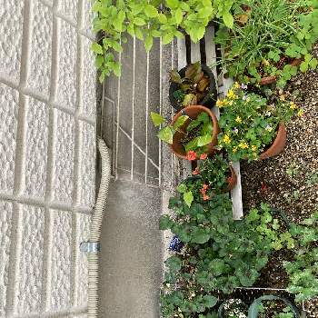 梅雨に負けないの画像 by 茶色の小瓶さん | 小さな庭と梅雨に負けないとおうち園芸と植中毒と花のある暮らしと庭の宿根草