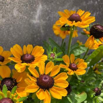 ルドベキア トトの投稿画像一覧 Greensnap グリーンスナップ