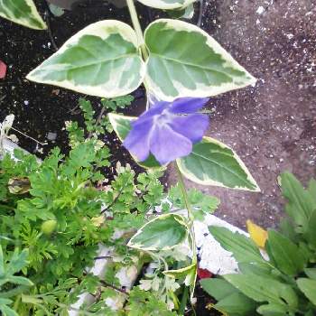 ツルニチニチソウ＊の画像 by YUUKO☆2さん | 小さな庭とツルニチニチソウ＊と青い花とこの花も好き♥と攻撃止めてと植物と暮らす幸せ