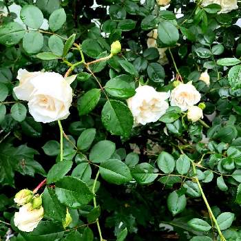 薔薇 ソンブレイユの投稿画像一覧 Greensnap グリーンスナップ