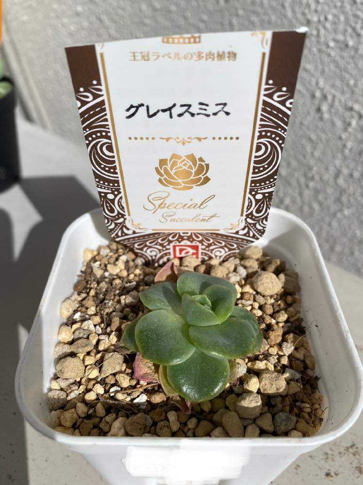 エケベリア グレイスミスの成長記録｜?GreenSnap（グリーンスナップ）