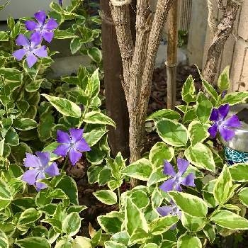 庭の片隅の画像 by みなさん | 小さな庭とツルニチニチソウと庭の片隅と今日のお花と花のある暮らしと紫の花とかわいい花とグリーン