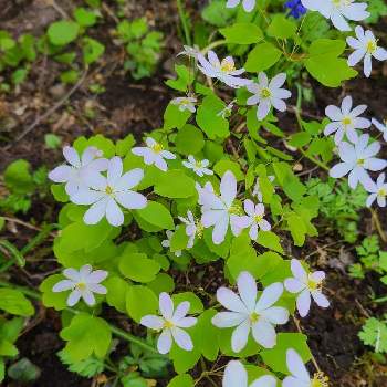 バイカカラマツの画像 by ポコアポコさん | 小さな庭とバイカカラマツと植中毒と可愛いお花♪とうすピンク色と可愛いと北海道